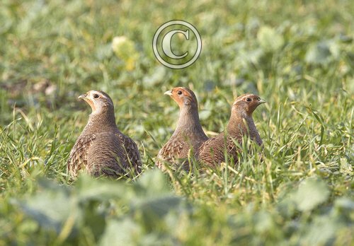Grey Partridges DM1415